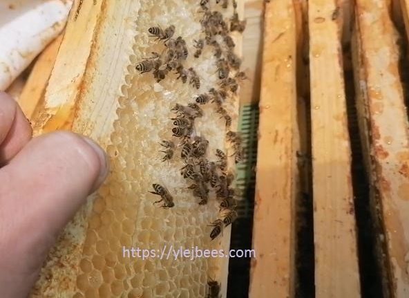 Пчеловодство Рязанской области в цифрах Пчеловодство Рязанской области в цифрах