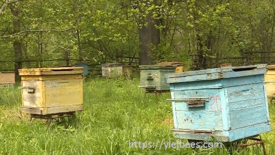 Пчеловодство Рязанской области Пчеловодство Рязанской области