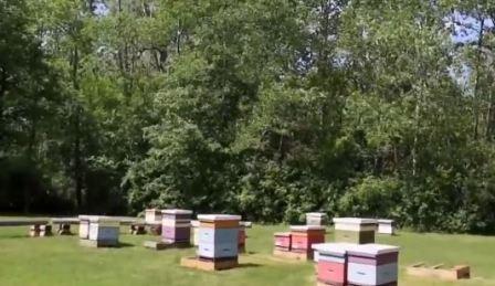 Пчеловодство Канады