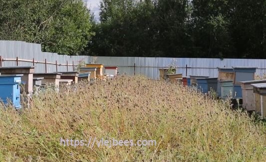 Как выглядит пасека в Карелии