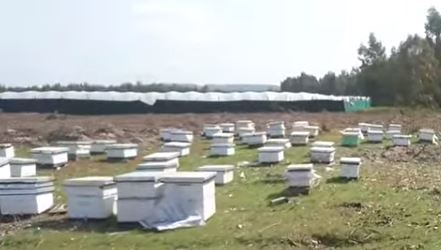 Zniknięcie pszczół w Maroku