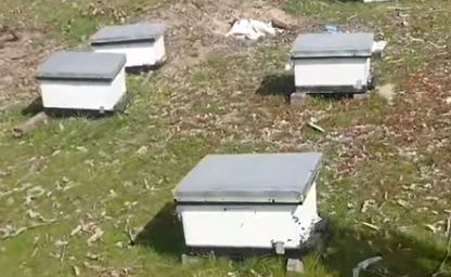 Dlaczego pszczoły znikają w Maroku