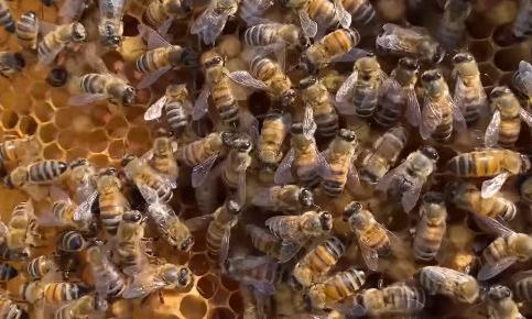 Пчеловодство в Андижанской области