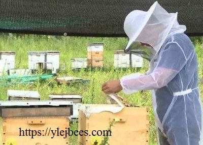 Развитие пчеловодства в Китае в 21 веке