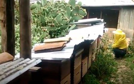 Пчеловодство в Перу развивается несмотря на проблемы 