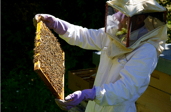 Пчеловодство Португалии переживает кризис