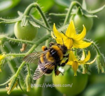 как развести шмелей на участке самому