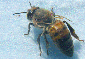 Пчела с деформацией крыльев, пораженная вирусом DWV